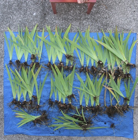 Many iris plants separated and laid out neatly on a blue plastic tarpaulin