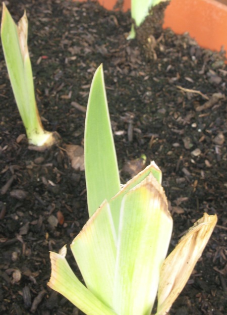 A new leaf growing from one of the 45 iris offsets planted earlier