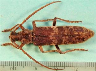 Rhytododera bowringii, a mango beetle