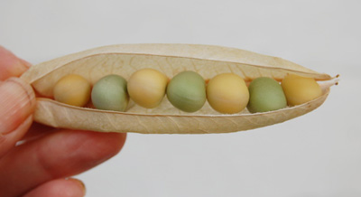 Yellow and green peas alternating a a ripe pod