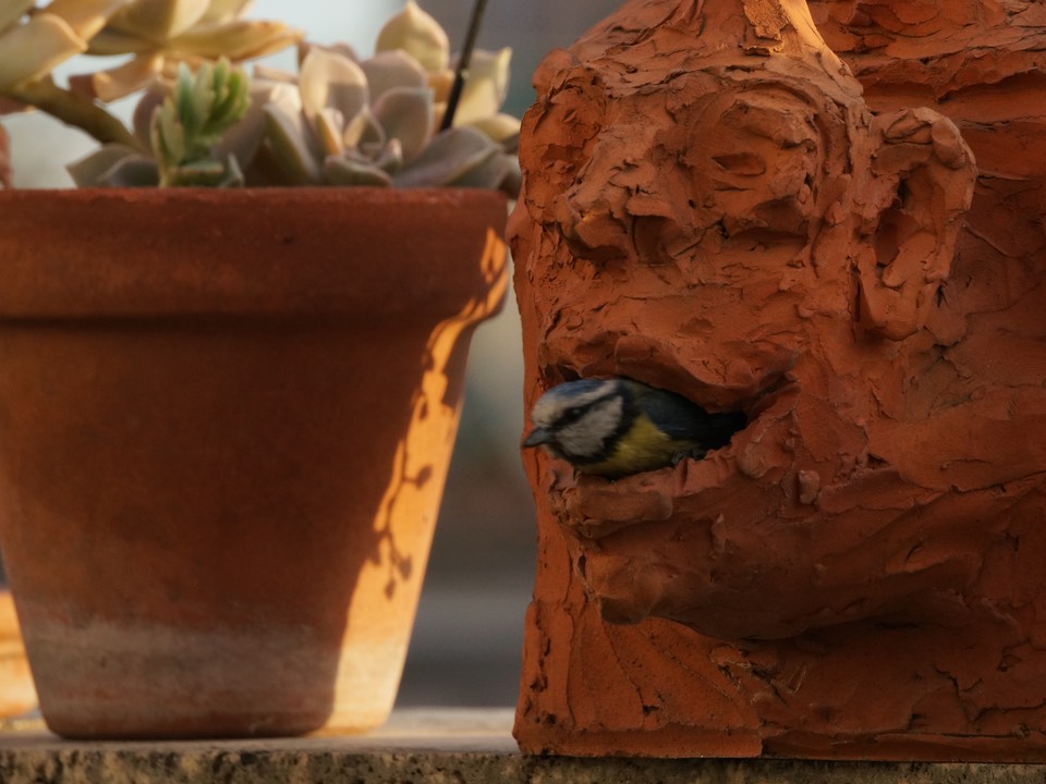Blue tit leaving its nest in a hollow terracotta sculpture of a grostesque head
