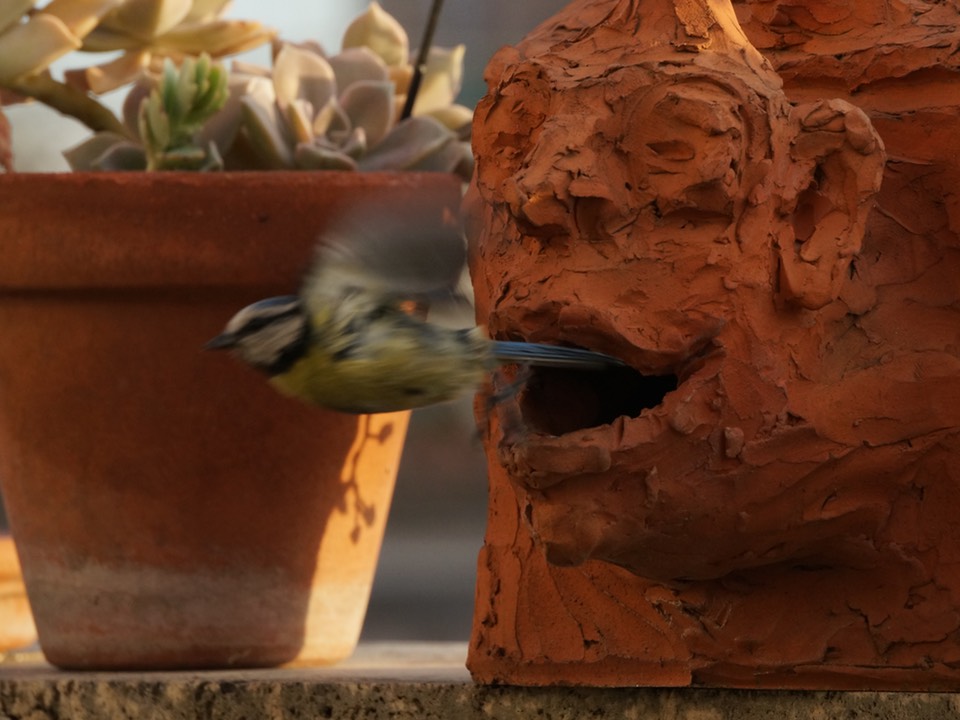 Blue tit in flight after leaving its nest in a hollow terracotta sculpture of a grostesque head