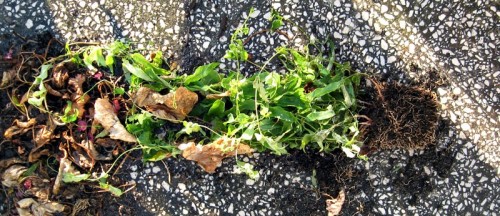 Mandevilla seedlings