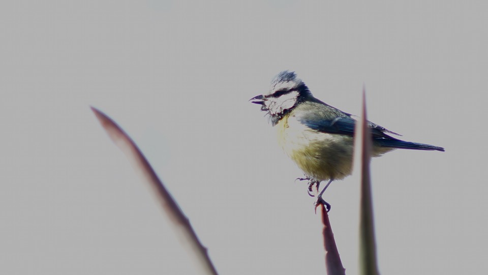 Blue tit photographed with Minolta 135 mm lens on Sony Nex-6