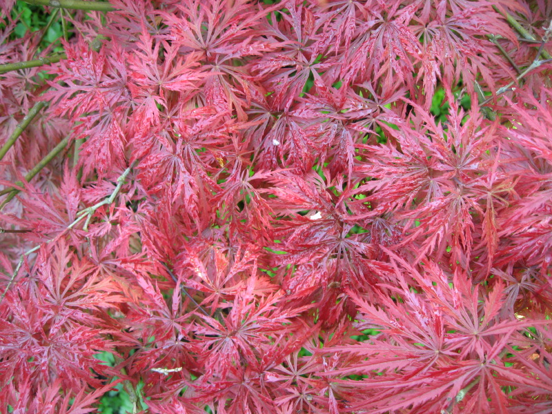 The red, dissected leaves of a Japanese maple