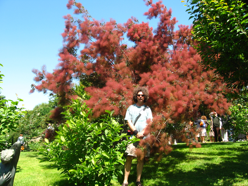 Man with large afro hiding in smoke bush