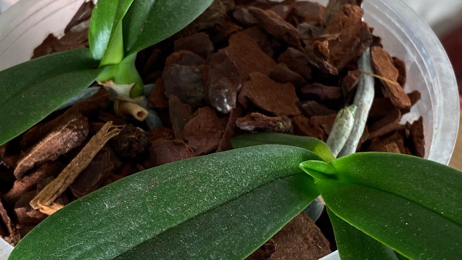 A leaflet emerging from the crown of a msall Phaleanopsis keiki