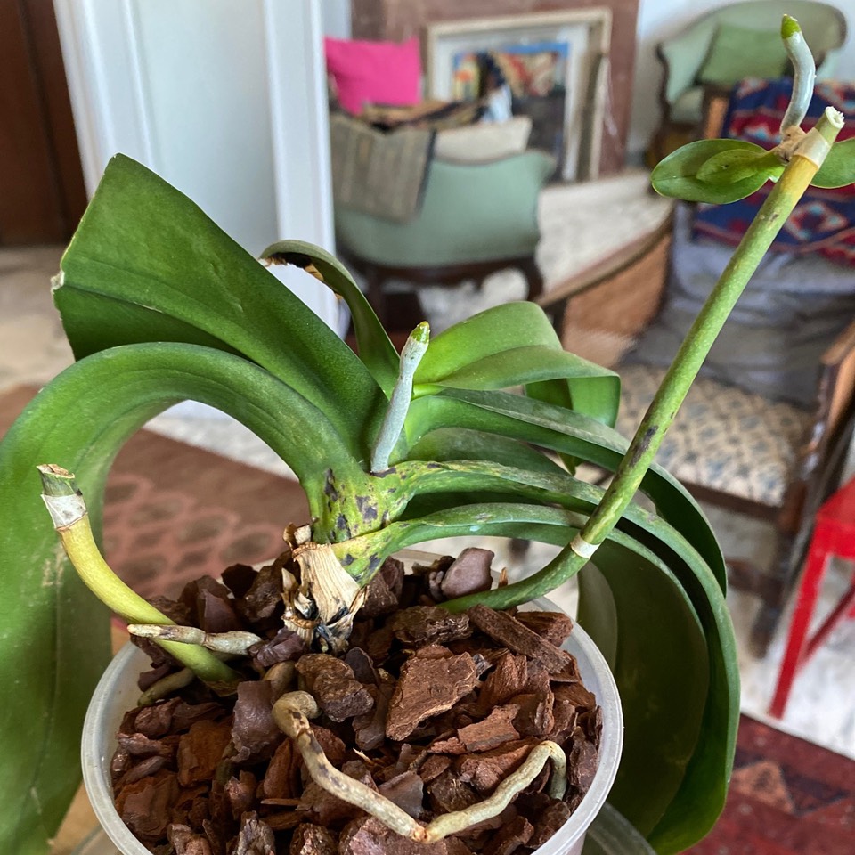 Parent orchid plant with yellowing spikes and black spots at the base of older leaves