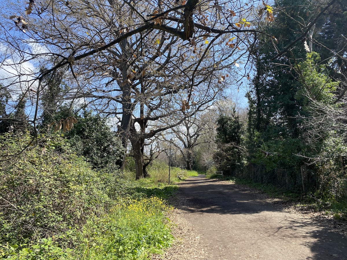 A calm cycle path bordered by large oak trees, still bare, and evergreen hedges, probably laurel