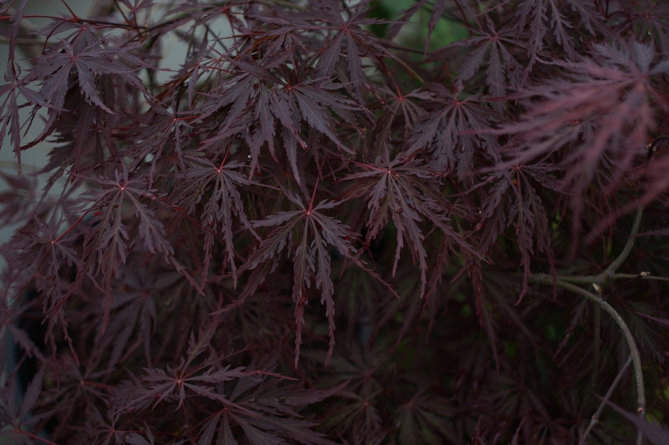 Cut-leaf Japanese maple leaves