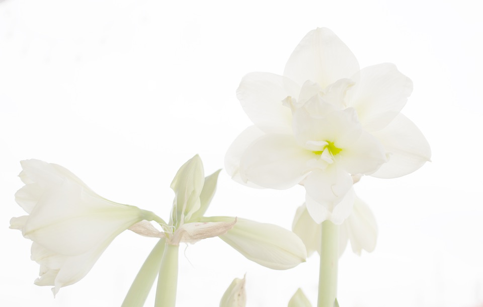White hemerocallis flower blown out