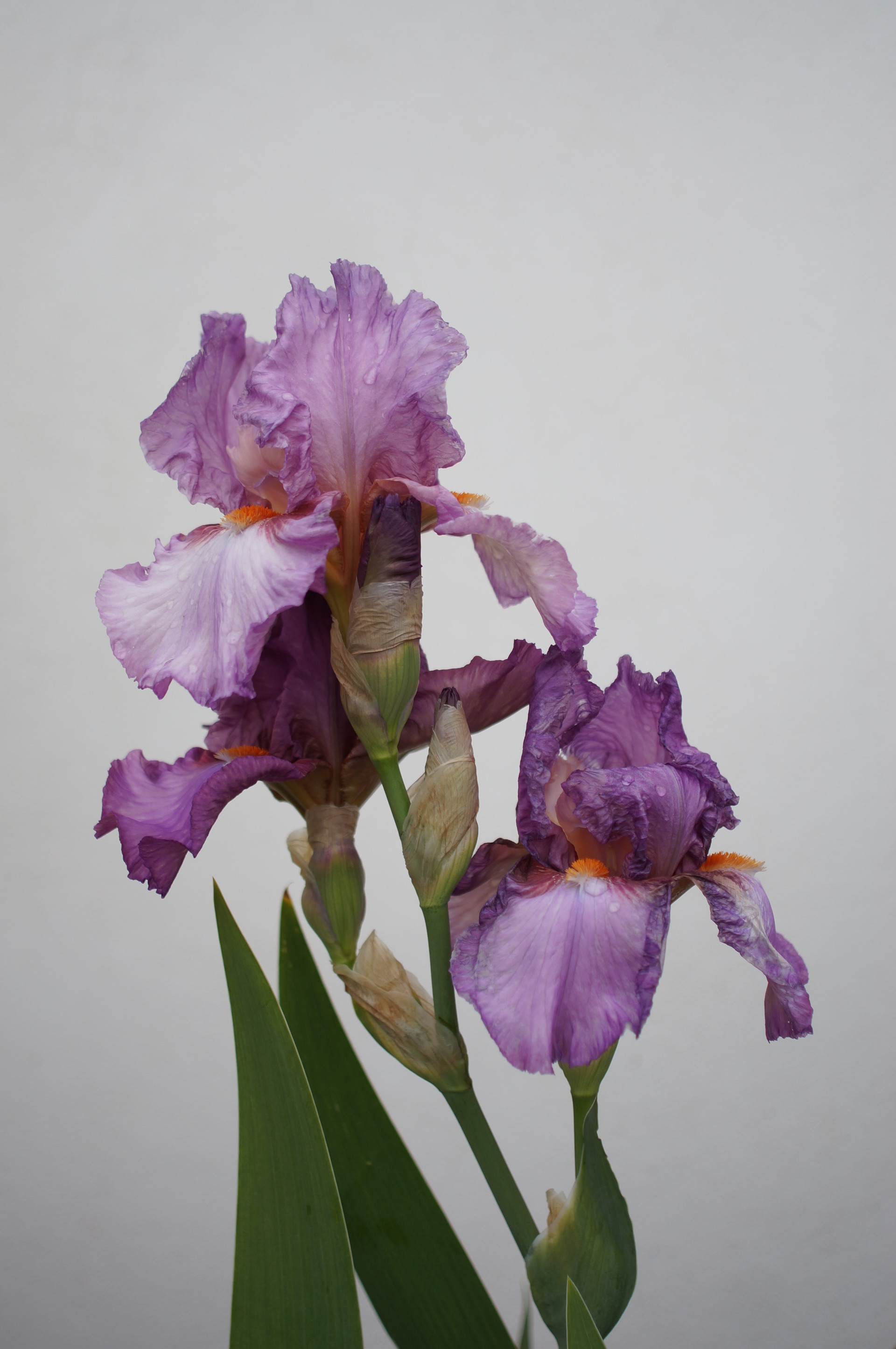 Purple bearded iris flowers and buds against a white wall