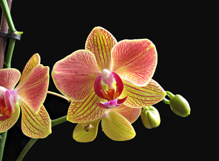 Orchid flower 01