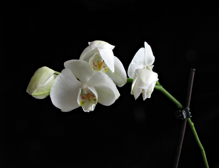 Orchid flower 03