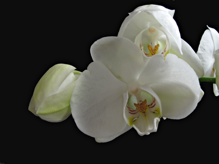 Orchid flower 04