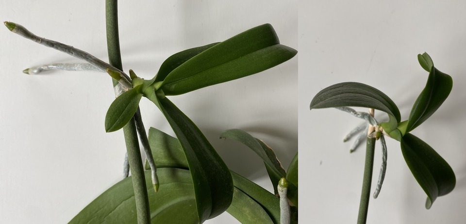 Composite image of two orchid keikis still attached to spike