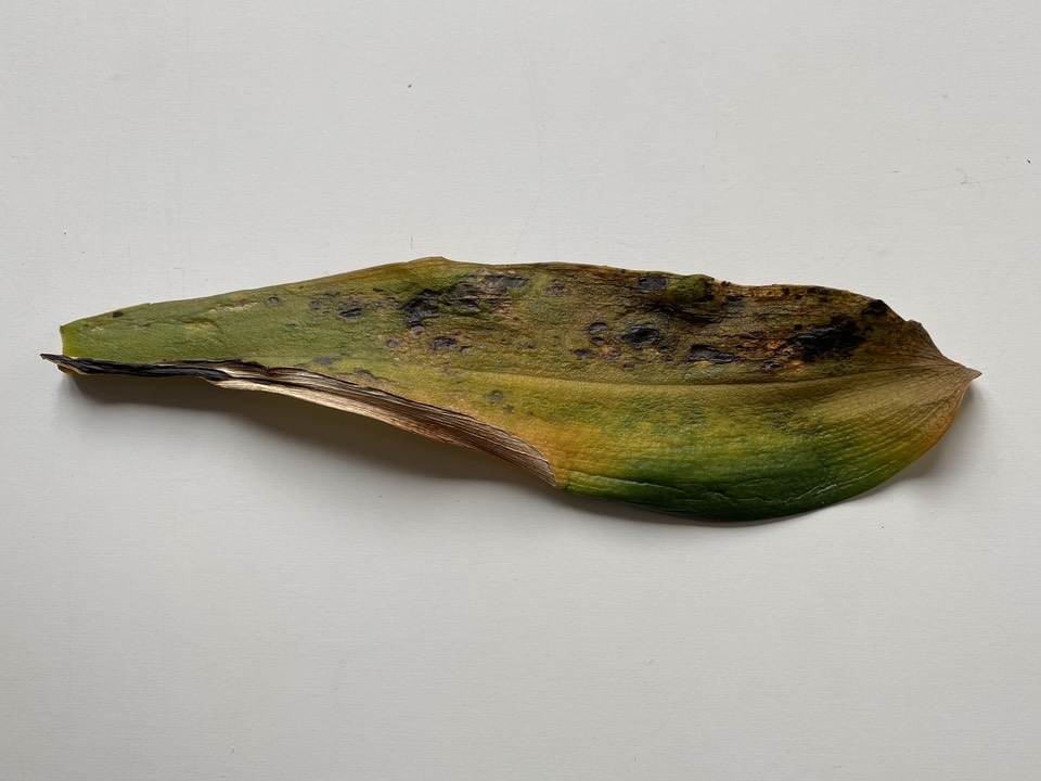 Abscissed dying orchid leaf