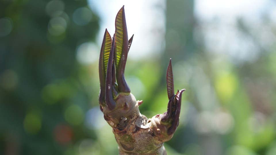 Leaves emerging from the surviving tip of the large frangipani