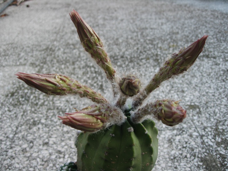 Six almost opened buds on a barrel-shaped cactus