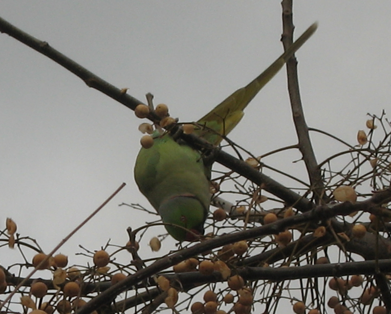 Parakeet hanging upside down and feeding on white berries