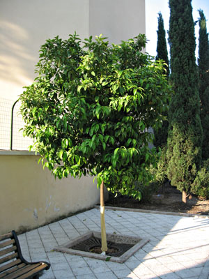 An orange tree ring barked by a vandal