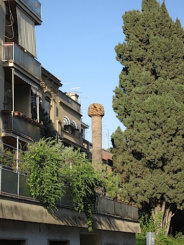 Palm tree pruned to a knob