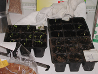 seedlings