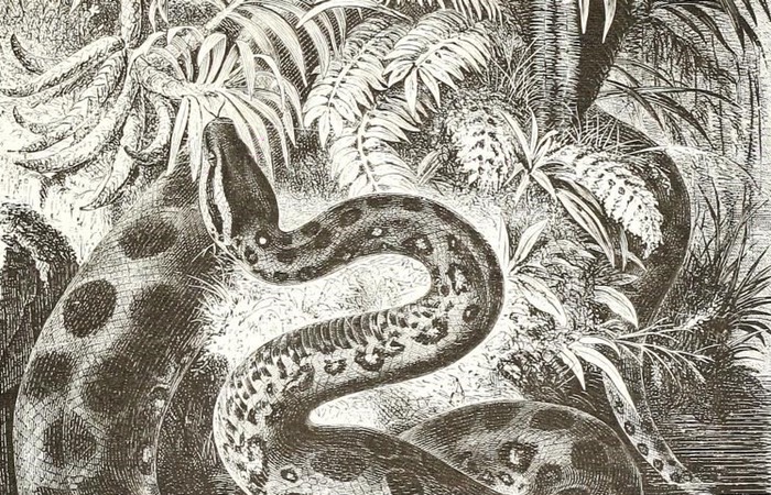 Anaconda engraving 1885