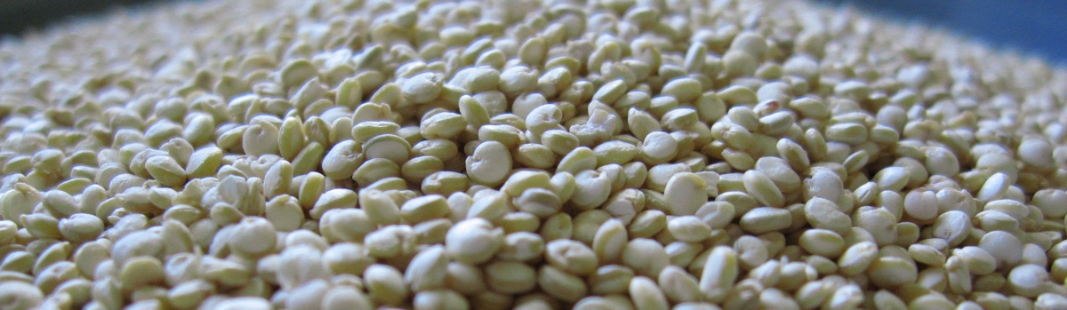 Quinoa seeds in close-up
