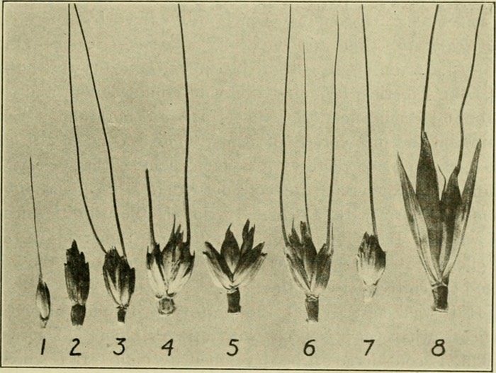 Individual spikelets of eight different wheat species