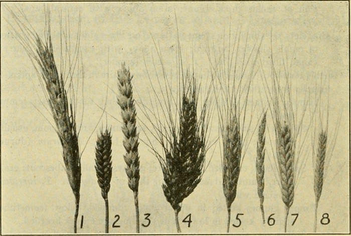 Individual ears of eight different wheat species