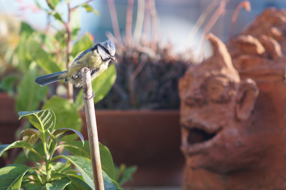 Blue tit parent outside the nest with something in its beak for the nestlings