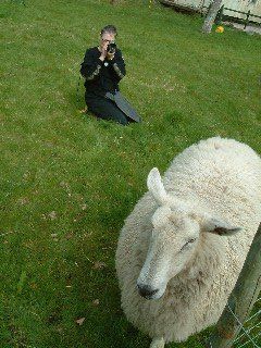 Rachel shoots video of sheep