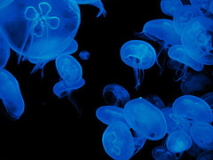 Luminescent jellyfish