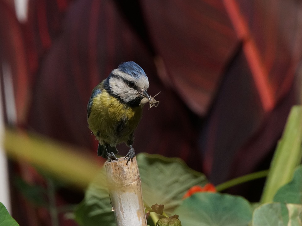 Blue tit with a bug in its mouth just before entering its nest