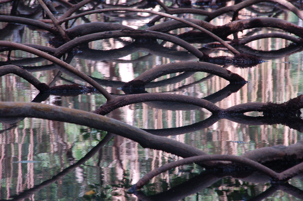 Mangrove roots