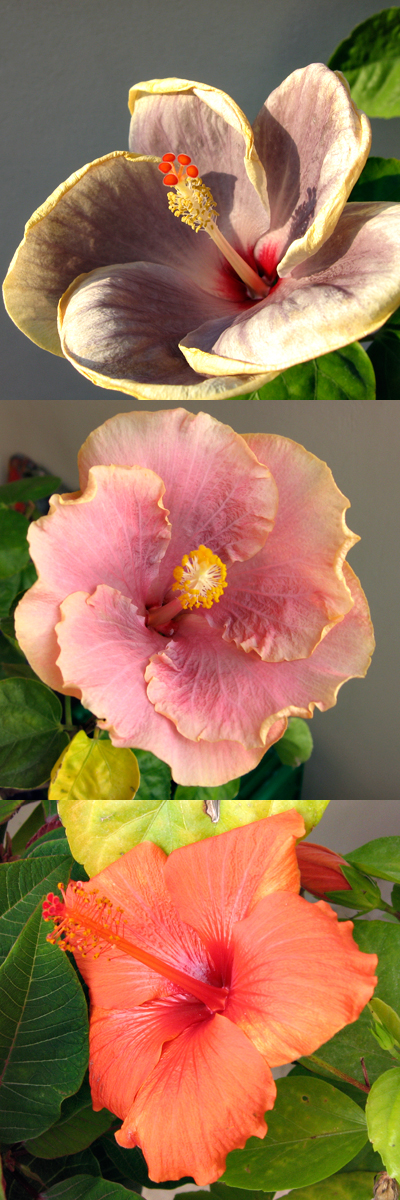 Three hibiscus flowers showing what I think might be the effect of temperature on pigments