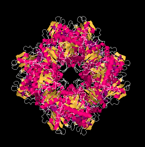Ribbon model of the rubisco enzyme