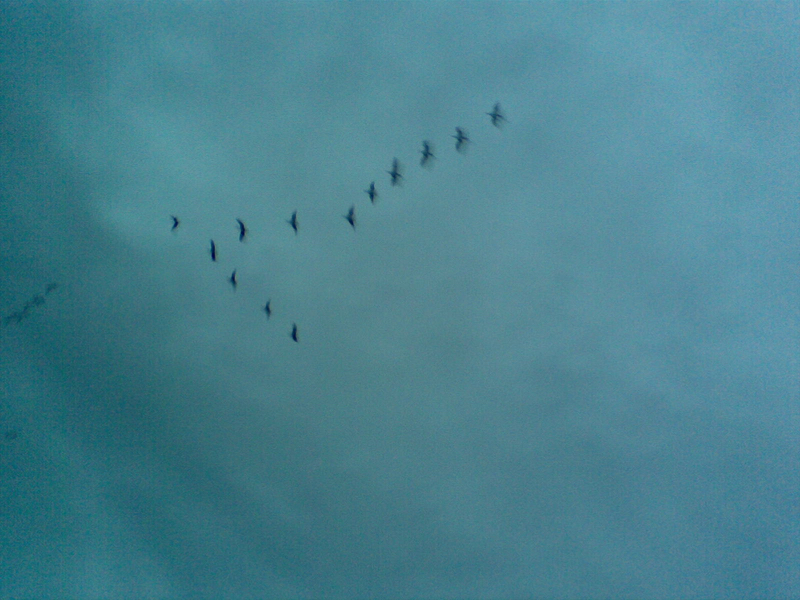 A skein of geese flying overhead
