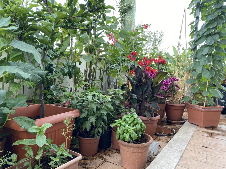 Plants in pots on my terrace